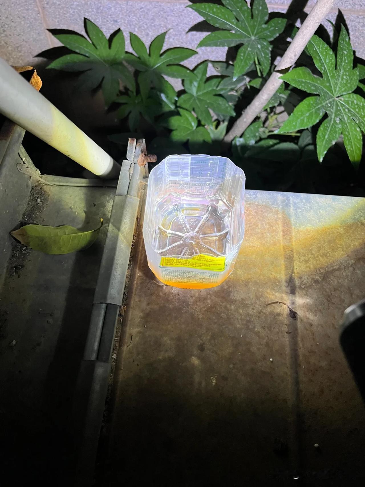 晒爆你家里的那只可爱流浪猫我的猫咪还没有回家。很多人以为，猫咪出走后会自己回家，
