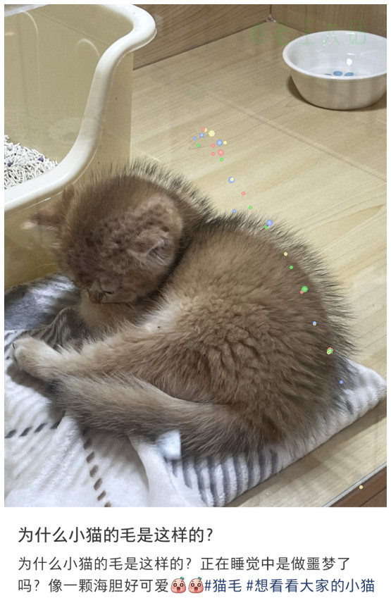 小炸毛的样子还挺可爱的