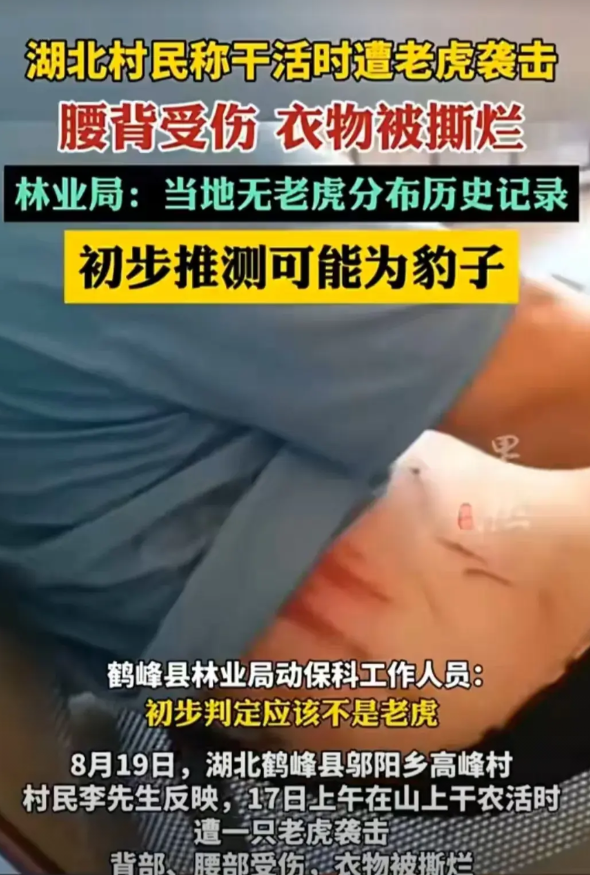 湖北恩施村民声称目击华南虎袭击，身体被抓伤，我觉得应该是豹子，不大可能是老虎，因