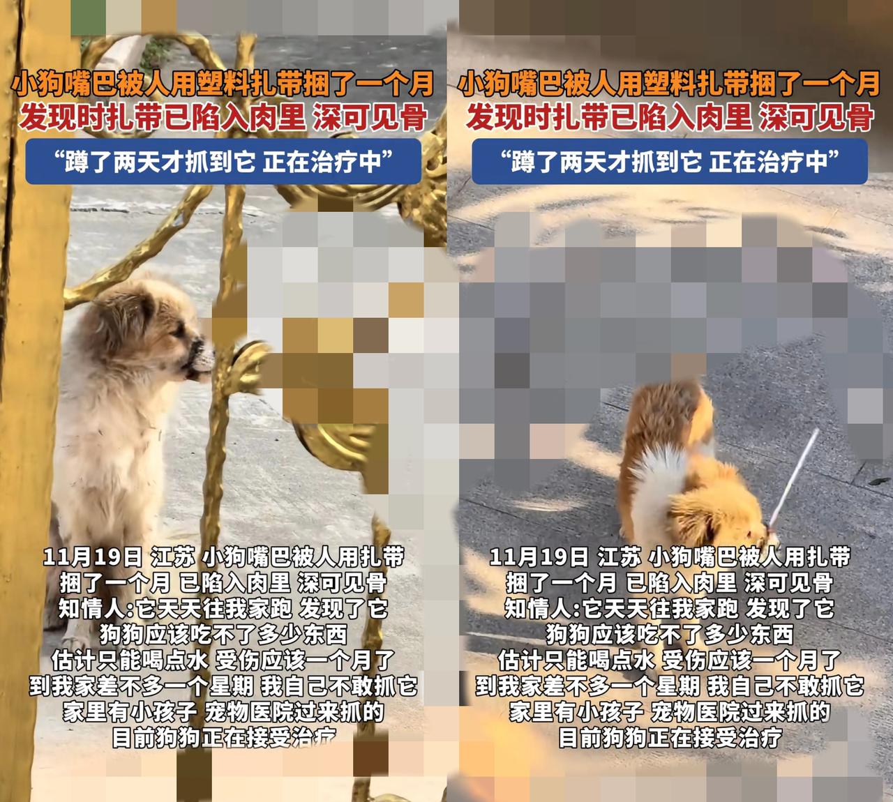 谁能想到，一只每天摇着尾巴等投喂的小黄狗，会被人用尼龙扎带狠狠勒住嘴巴！