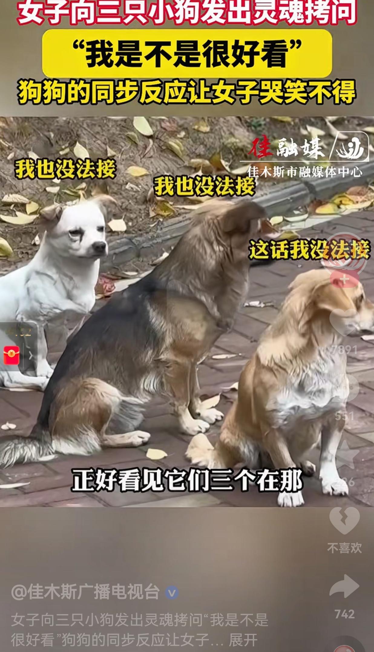 笑不活了！怎么这么臭美呢？一女生刚要去上班，就看到不远处有三只小狗正在眼巴巴地望