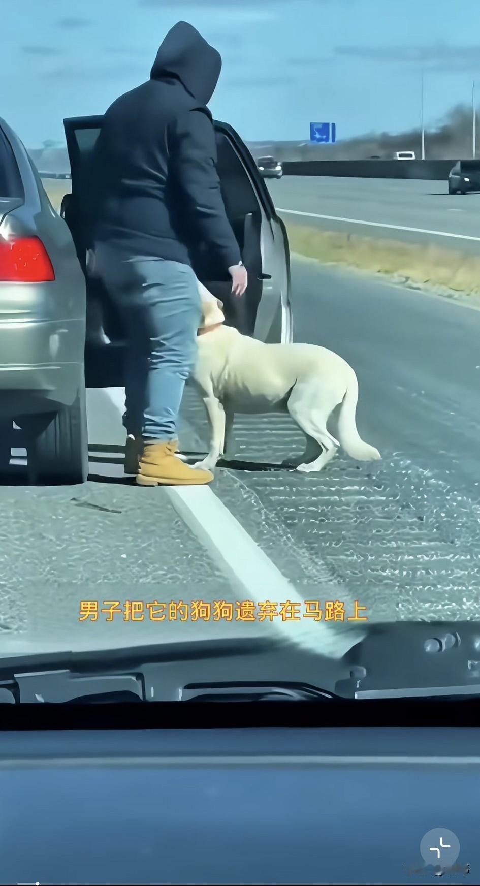 泪目了！一名男子居然把他的狗狗丢弃在了一条马路上，开始狗狗坐上车的时候还以为主人