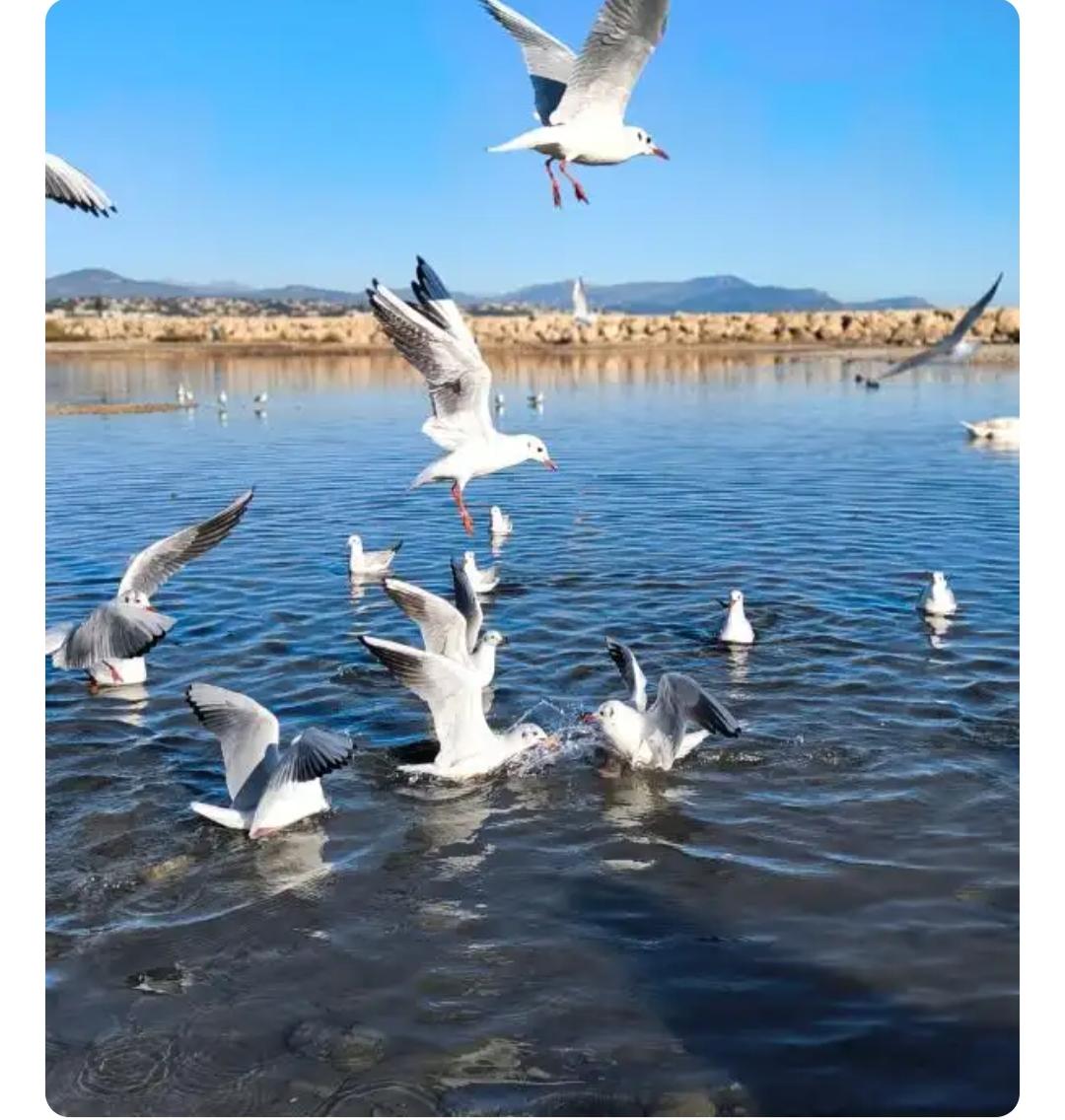 下联：几杵钟声月带寒赏析：此联以“几杵钟声”对“一池云影”，听觉与视觉交织，