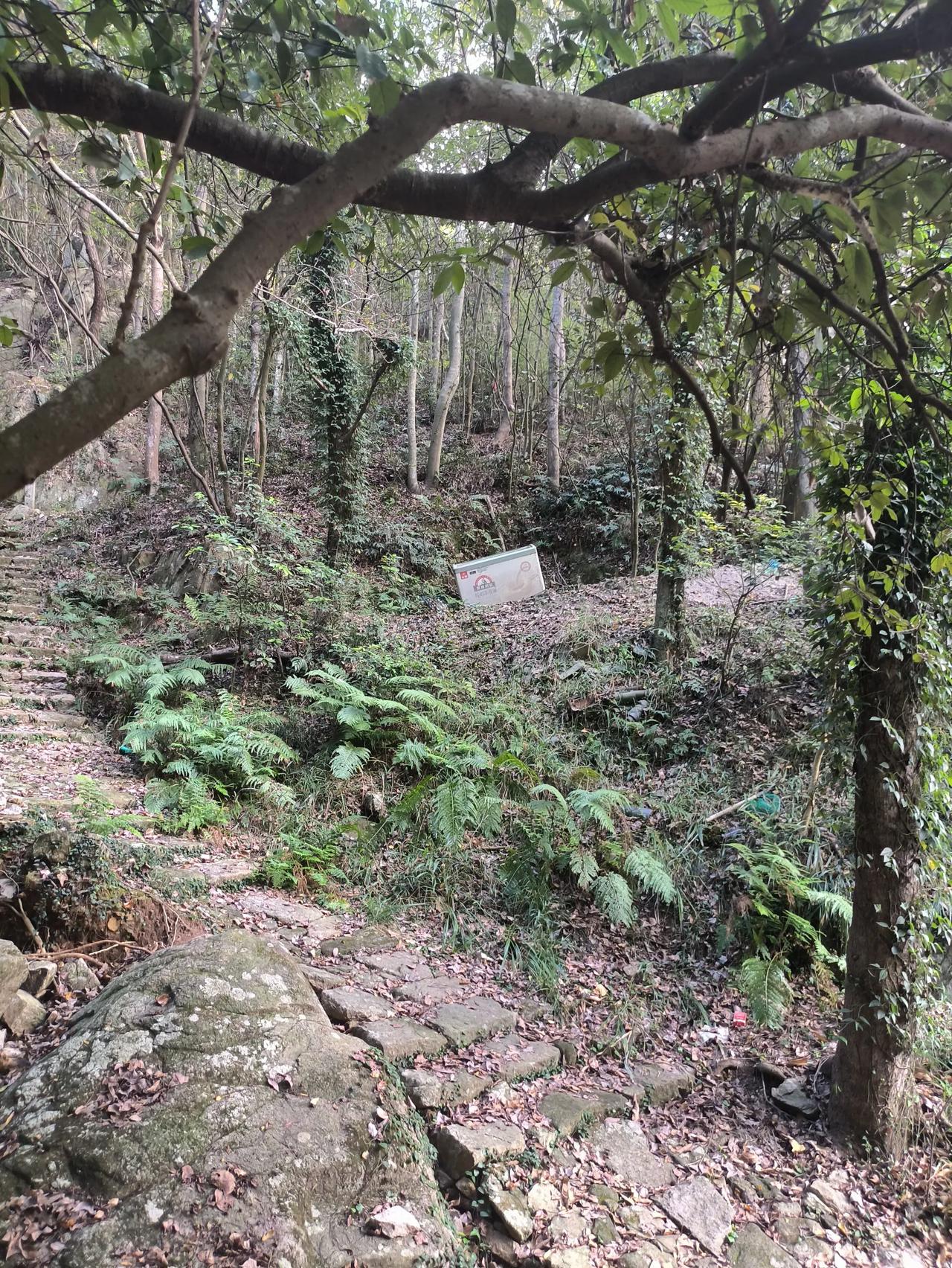 大山深处居然发现了这个有谁知道怎么搞上来的？有什么用吗？