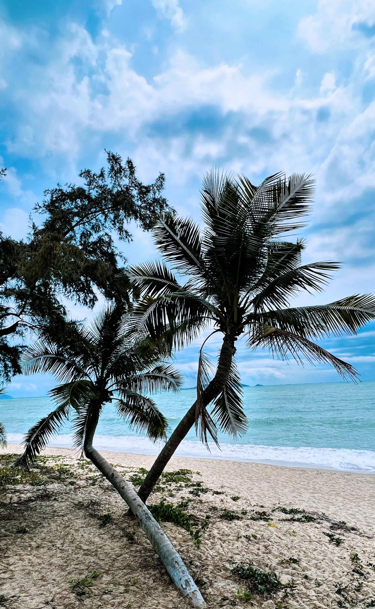 三亚风光：海边的椰树，蓝天白云，沙滩美景，让人心旷神怡！🌴🏖️🌊