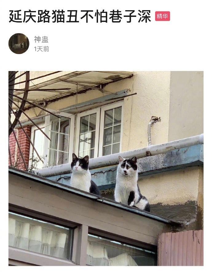 猫丑不怕巷子深​​​