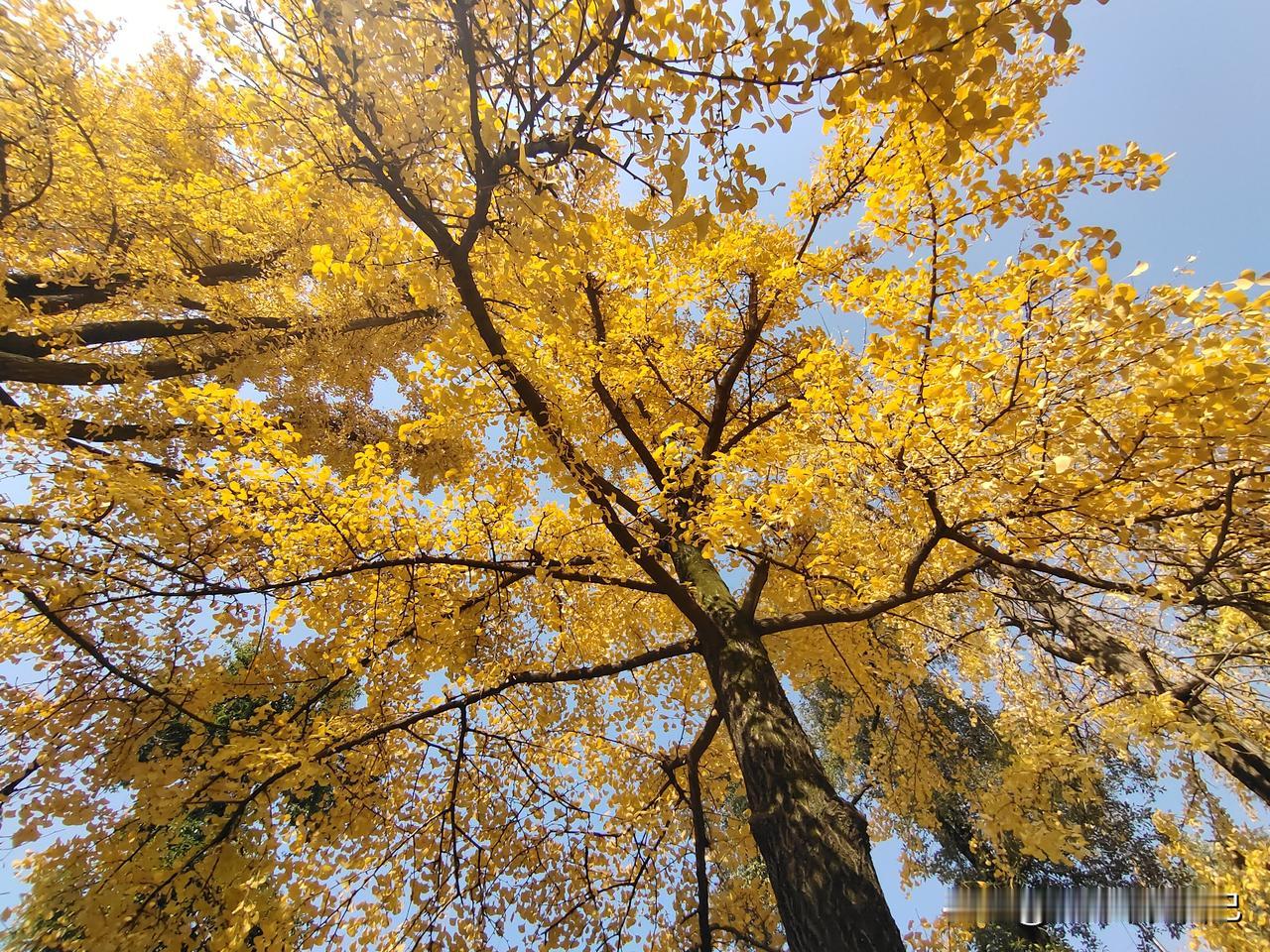 冬日生活打卡季银杏之城——成都的冬天必须是色彩斑斓的样子