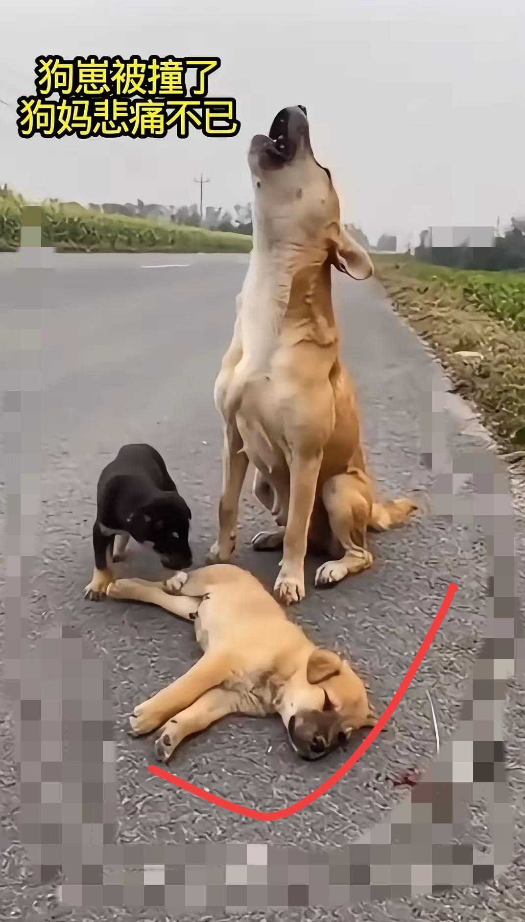 谁懂啊！清晨的马路边，一声刺耳的刹车声撕碎了宁静，紧接着是流浪狗妈