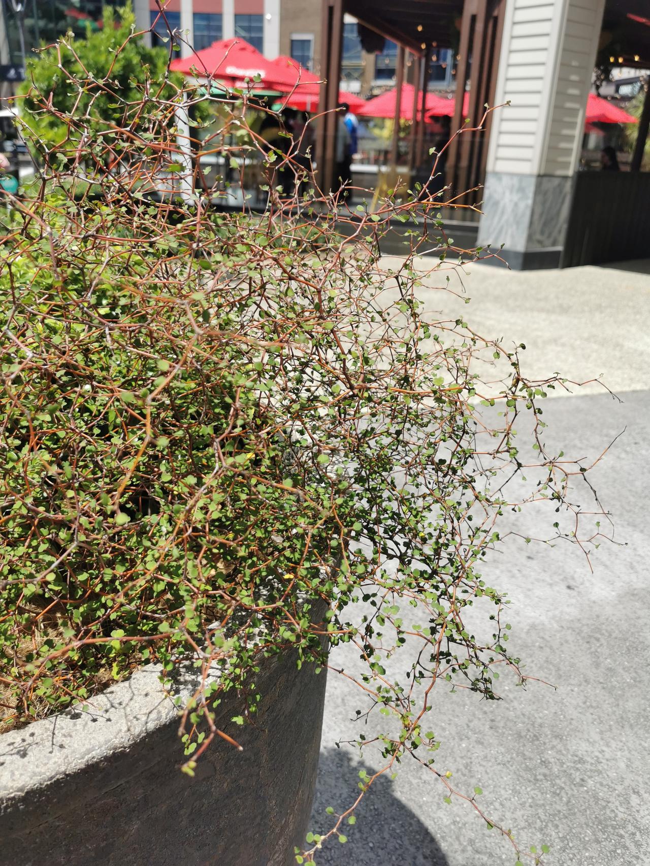 这种植物很神奇，枝繁叶不茂，作为园林或者盆栽植物非常漂亮有个性。只是不知道它的名