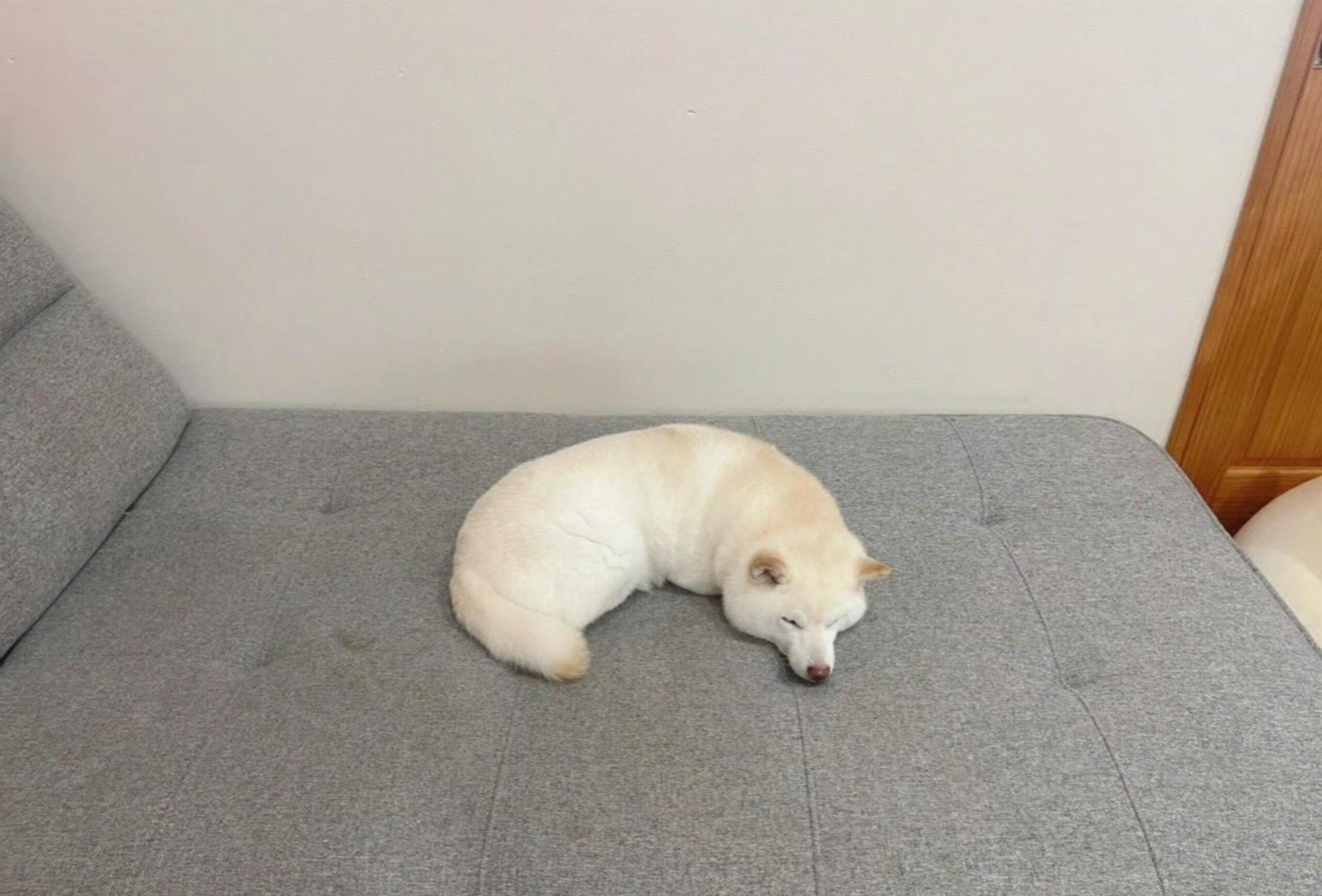 晚安，腰果要睡觉了