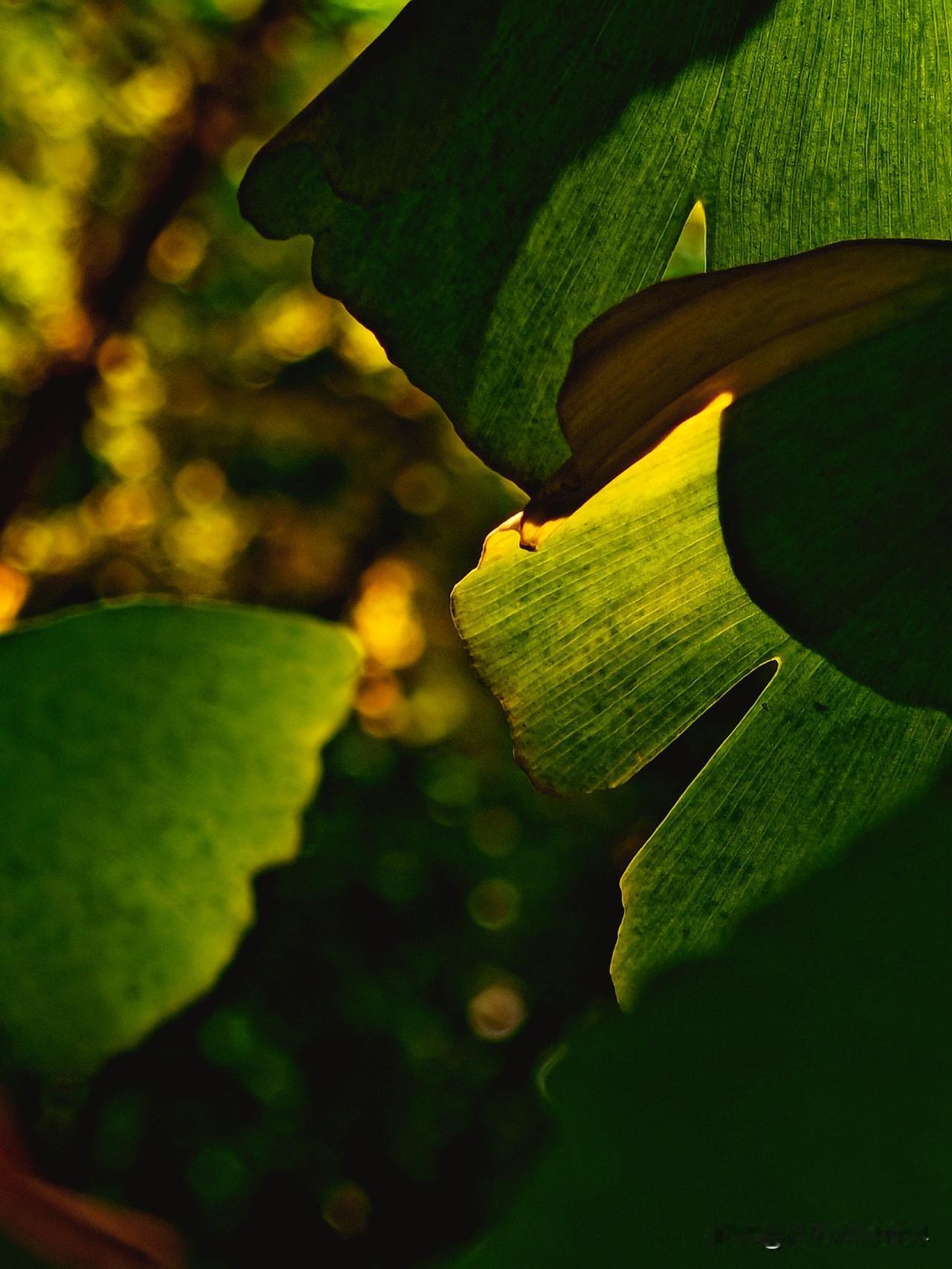 冬日生活有什么值得打卡的？今天阳光明媚，我决定到附近公园里溜达溜达。午后漫步公园