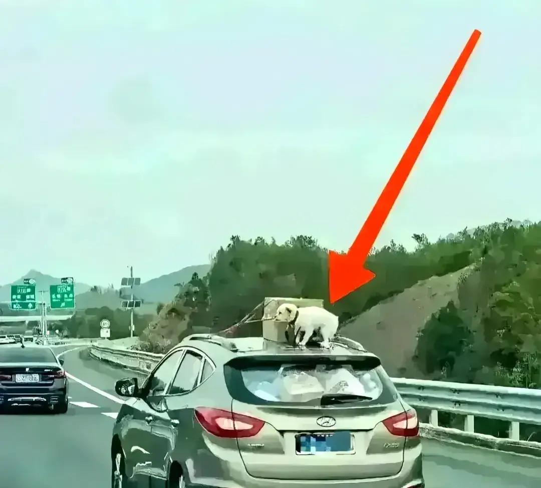 你家主人真是人才，为什么不放在车里啊？