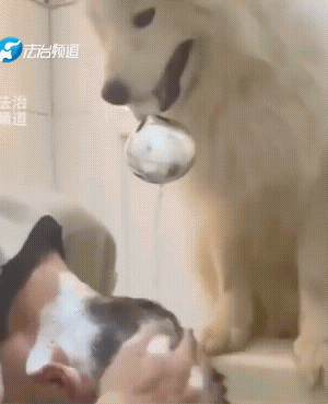 主人有招，狗子也有招。不过，它这皆有可能是找揍的。它不是不懂，它肯定懂……