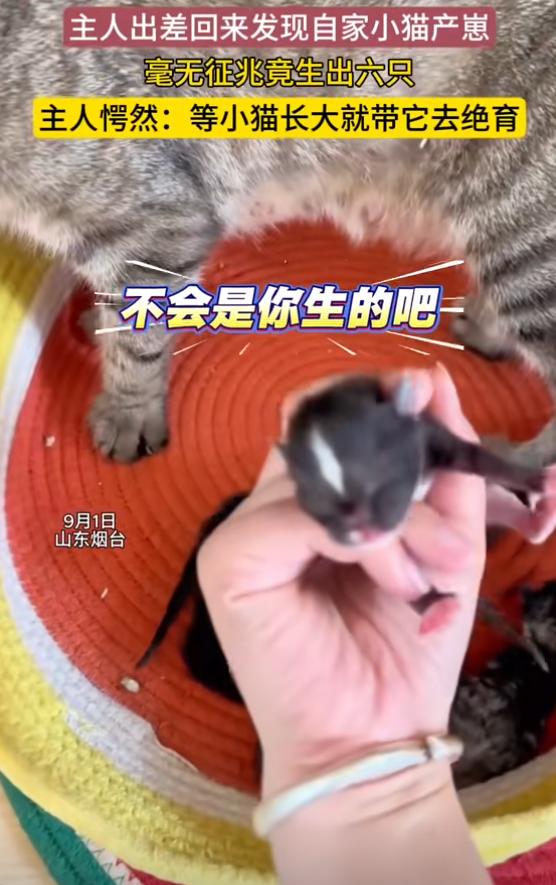 “意外的惊喜！”山东烟台，1号，一女子出差1个月回来后，发现大猫待在窝里也不迎接