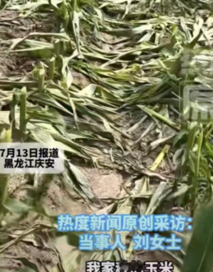 “太欺负人了！”黑龙江绥化海伦市永富镇的农户刘女士，跑到自家玉米地里去瞅瞅庄稼长