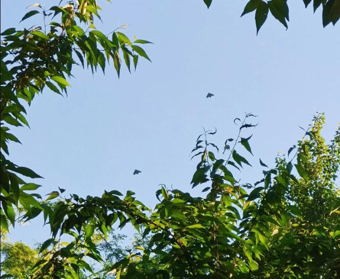 歼-36最新试飞画面曝光，带2架隐身无人僚机，验证实战配置这事一出，国内外军事