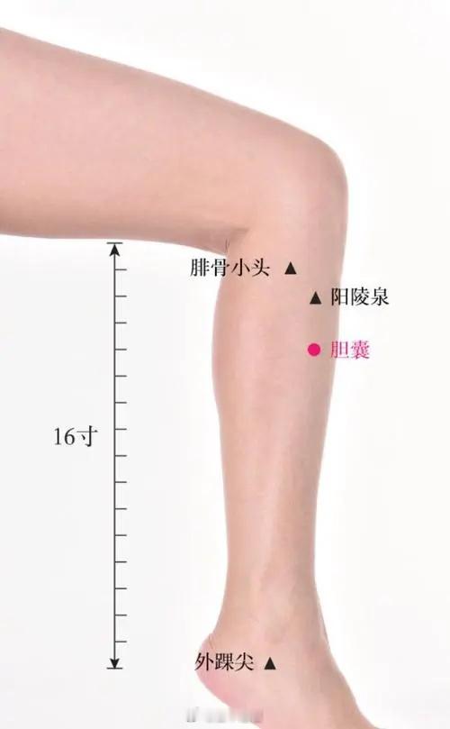 胆囊穴可是调理胆囊炎、胆石症的一把好手。找这个穴位也不难，就在阳陵泉穴往下三指宽