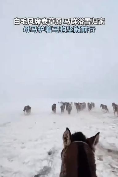 野马群在暴雪中围成“肉盾阵“，老牧人镜头抖成筛：这仗势头回见！四月本该是草芽顶