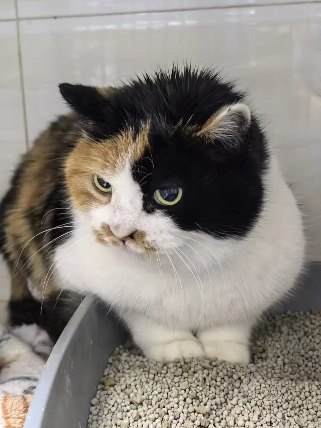 被欺负的不敢出猫砂盆的胖猫猫找领养】急，救救三花妹妹，它性格极其乖巧...