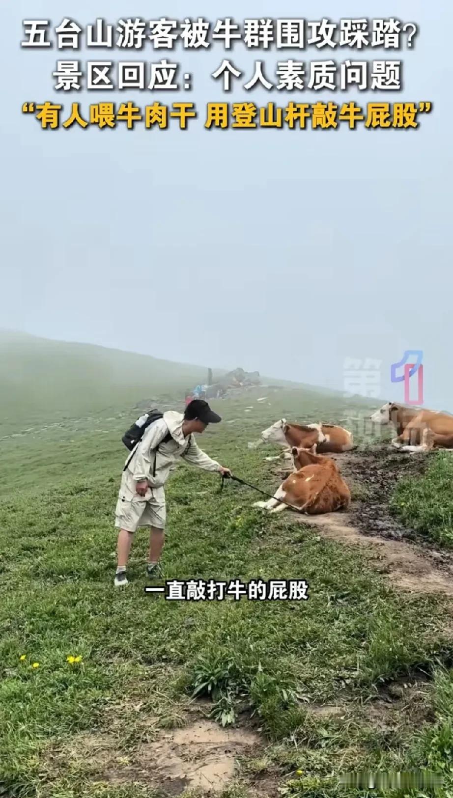 五台山游客用牛肉干喂牛，用登山杆搓牛的屁股，最后被十几头牛集体攻击，不看这个新闻