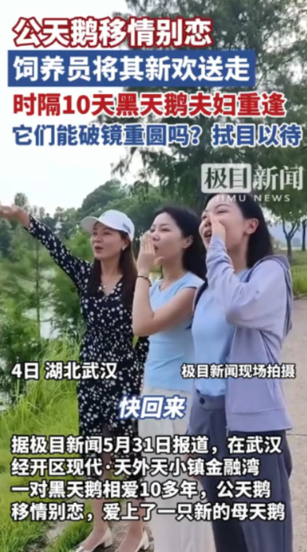 “万物皆有灵！”5月31日，湖北武汉，一只公天鹅和一只母天鹅相爱10多年，谁料，