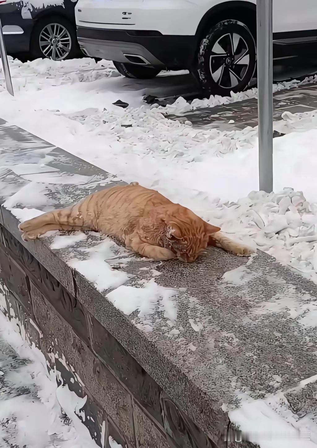 建议东北朋友少养猫，养了猫就不要让她们流浪。一条生命只活了几个月，这太让人心碎了