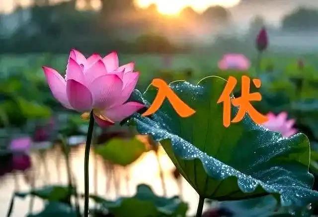 今年几月几号入伏？是公伏还是母伏？答案来了最近出门动辄满身大汗，酷暑将至，三