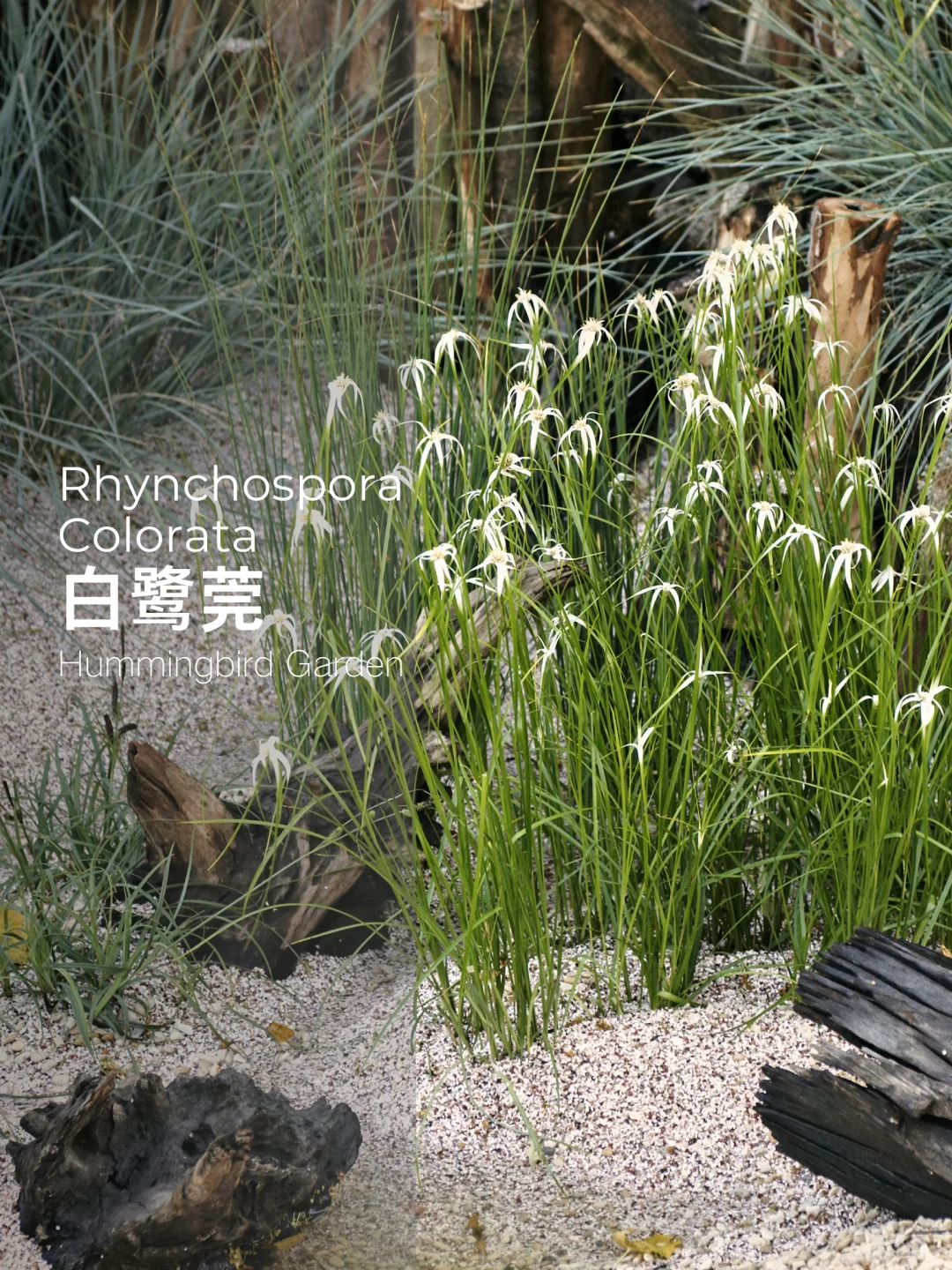 春夏秋花园耐热耐寒喜湿润观赏草-白鹭莞