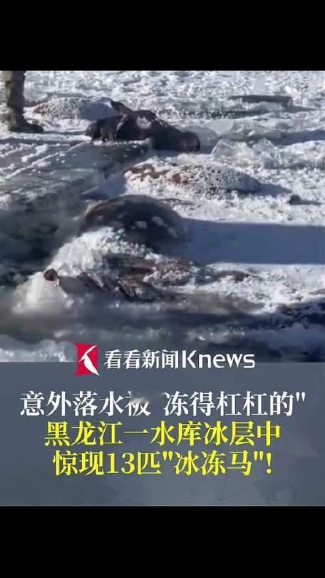 【13匹马冰湖殒命，老农损失30万心碎】寒冬无情！黑龙江嫩江市，一位七旬老人家的