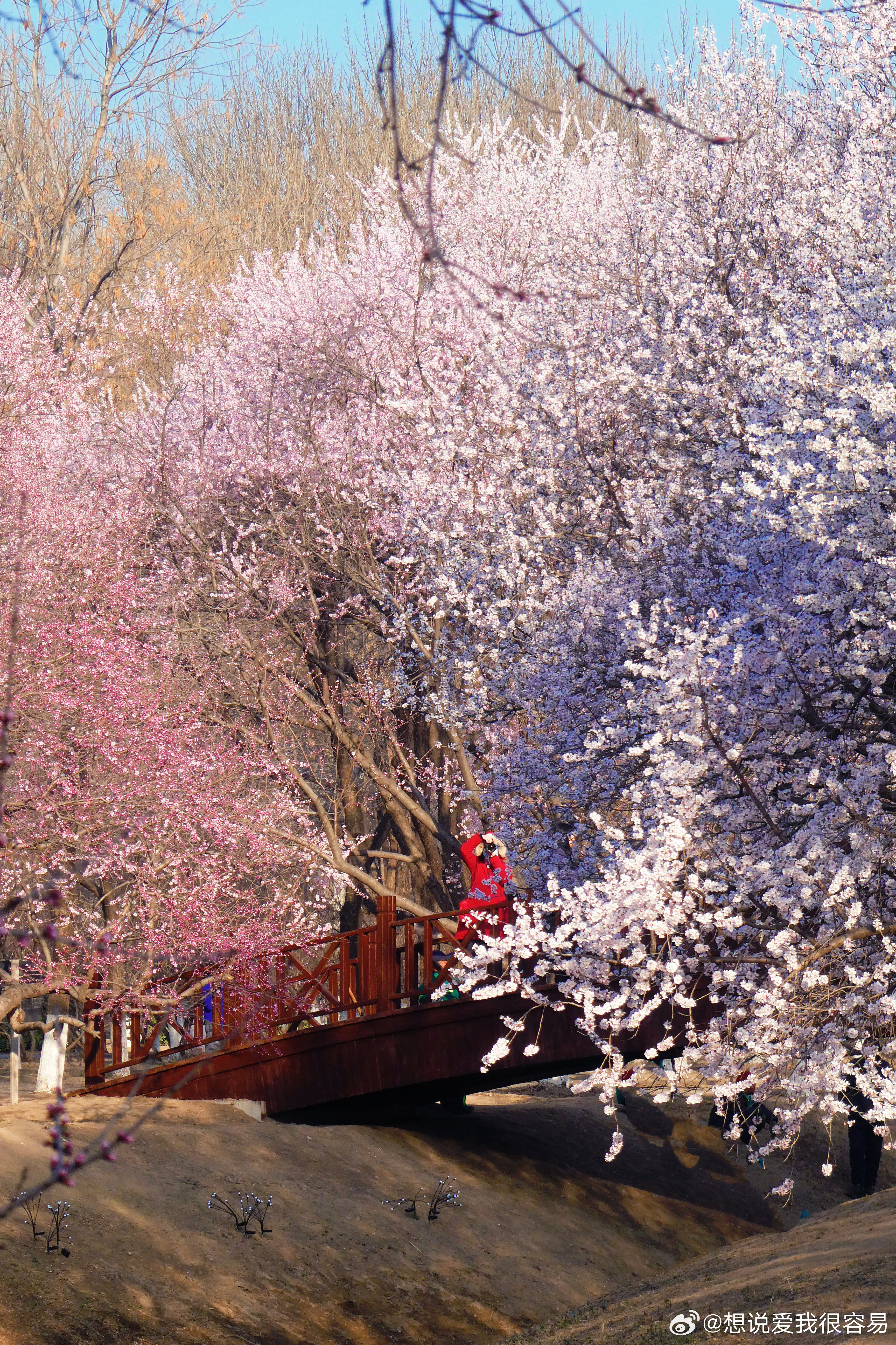 奥森桃花谷桃花已经盛开，进入最佳观赏期。摄影