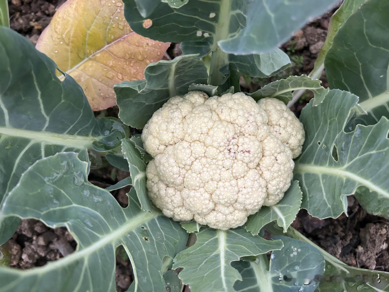 去年8月份种下的花菜历时5个月从一颗小小芽苗到结出果实菜不多花不大自己