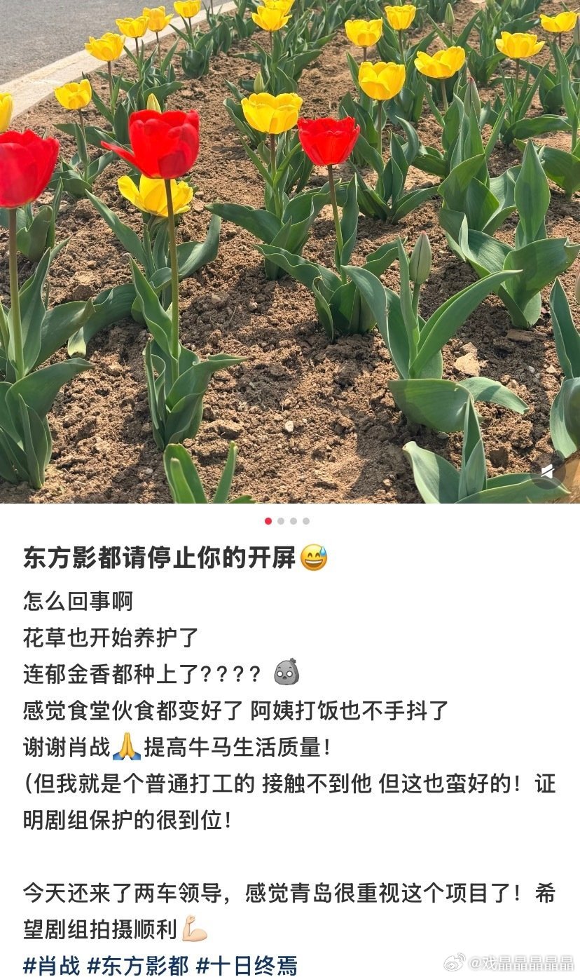 因为肖战来东方影都拍戏，基层员工都好开心，说青岛很重视这个项目。