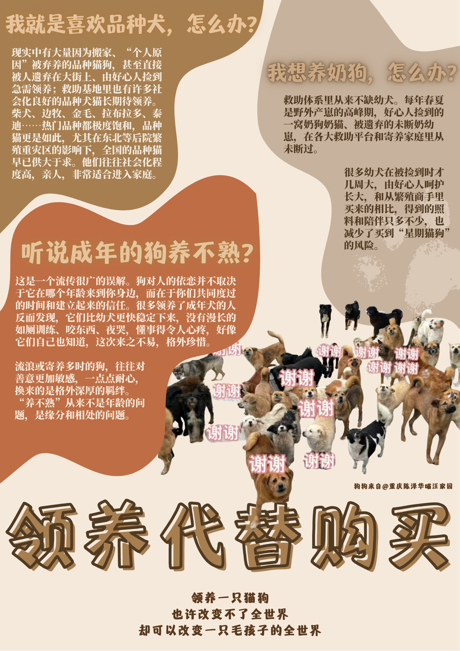 繁殖业大致状况&领养方式领养代替购买被割了舌头的繁殖金毛
