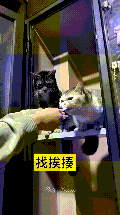 看到这个视频，给我笑出眼泪！那花猫正美滋滋舔猫条呢，旁边狸花猫眼馋得直搓手，上去