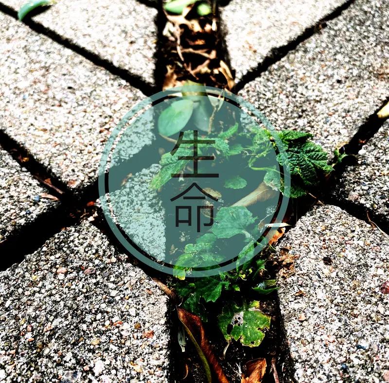 人的终点都是死,那生有什么意义?人的终点确实都是死亡，可生的意义却因人而异。诗