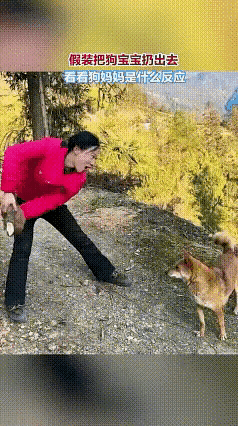 不带这么吓唬狗妈妈的，女子假装把狗宝宝扔出去，狗妈妈急得一溜烟的跑下去找宝宝，那