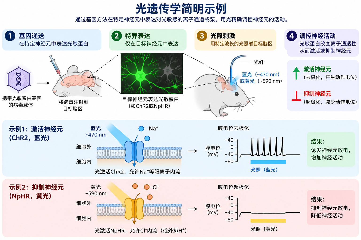 光遗传学领域有个很经典的故事。一个华裔科学家潘卓华其实更早提出这项技术，但投稿被一拒再拒，最终晚了八
