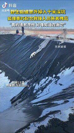 “太有灵性了！”内蒙古，一只野生狐狸掉进十米深坑。没想到，救援人员拿来长布扔下去