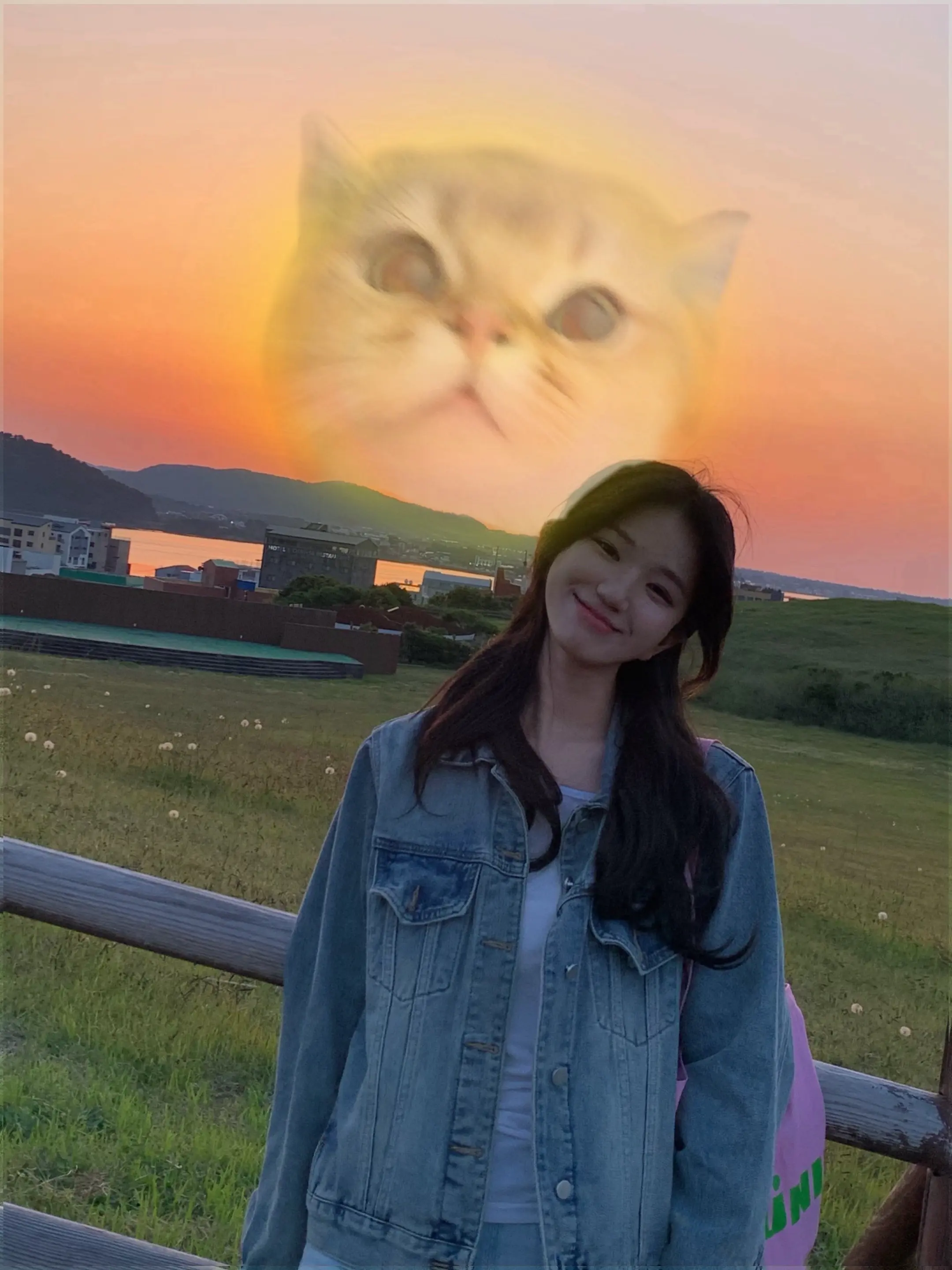 当我出去旅游但很想念我的猫