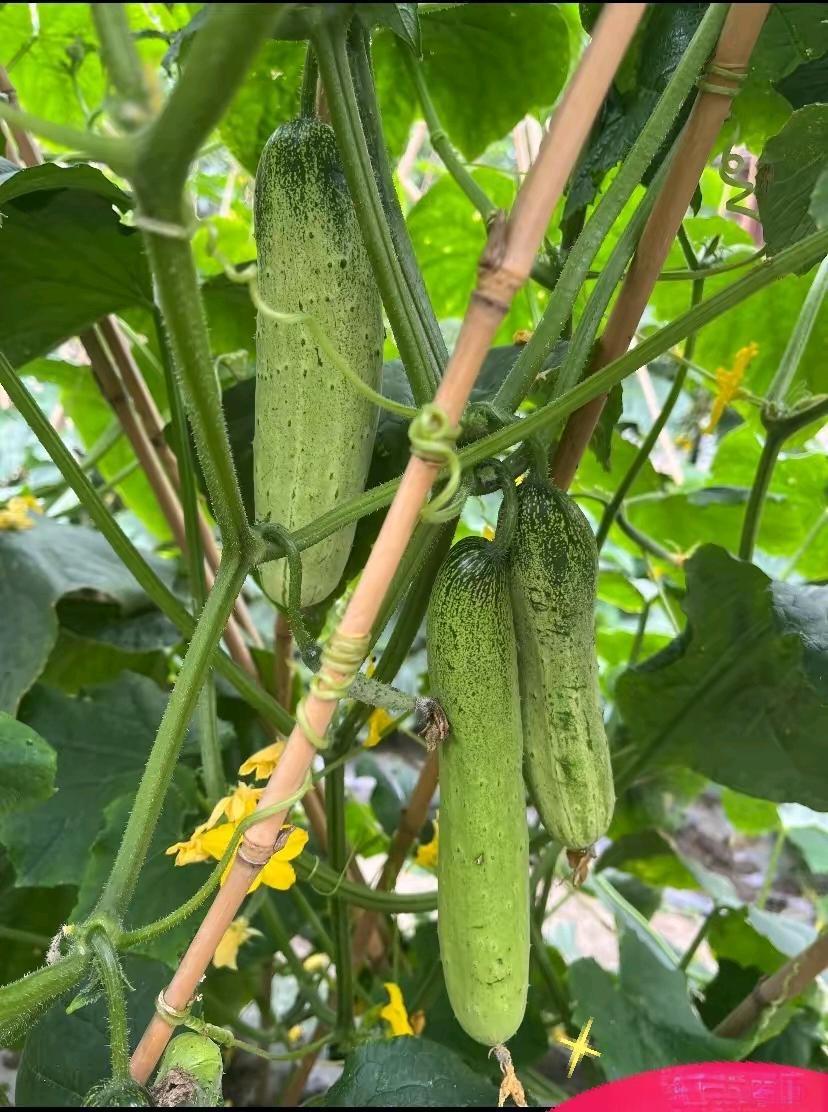 这菜下来了实现了黄瓜自由