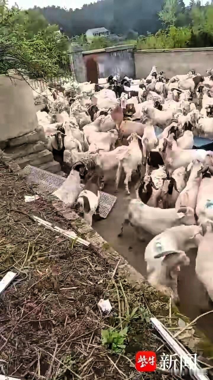 江苏盐城，一男子做羊生意，一位客户给他出了个主意，要他把买来的饲料羊，送到贵州养