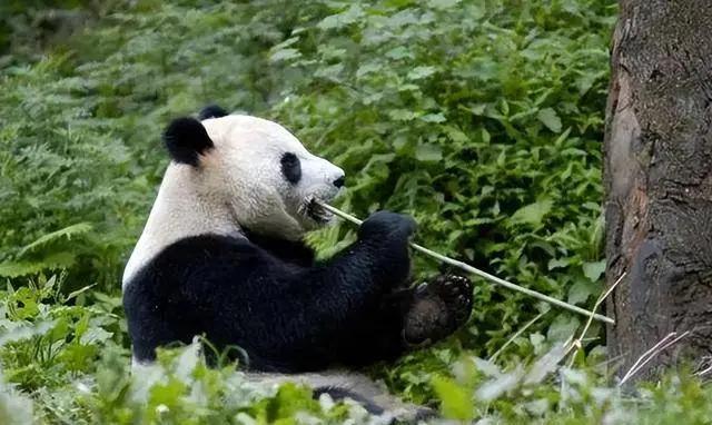 四川曾有老虎，为什么没吃大熊猫？护林员说：80%的人都不清楚，就算老虎饿到极点，