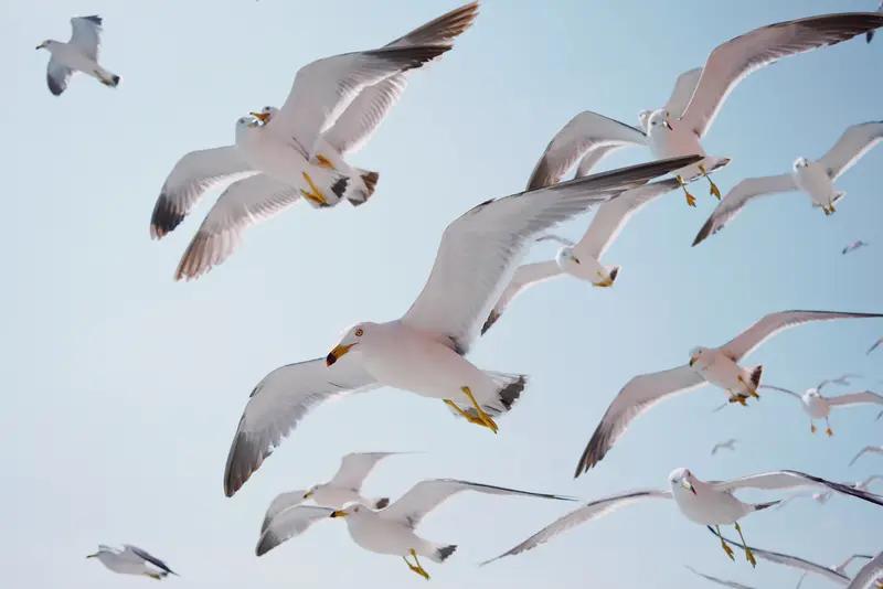 《海颂》浪花在礁石上纵情绽放，海鸥把飞翔的姿势交给远方。每一粒沙都记得，