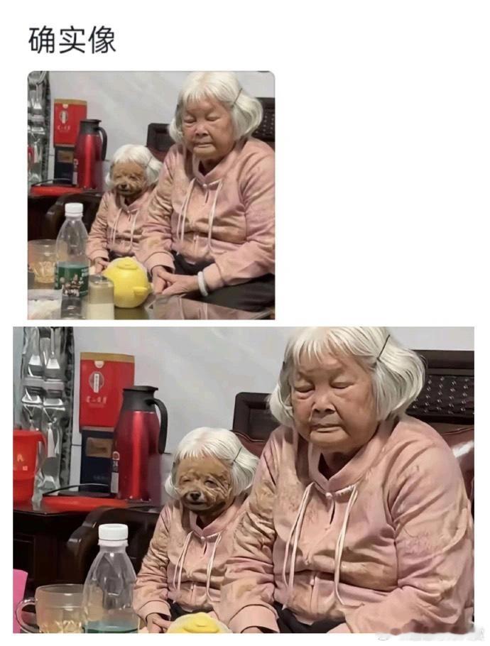 猫猫狗狗会和主人长得越来越像宠物卖萌中心​​​