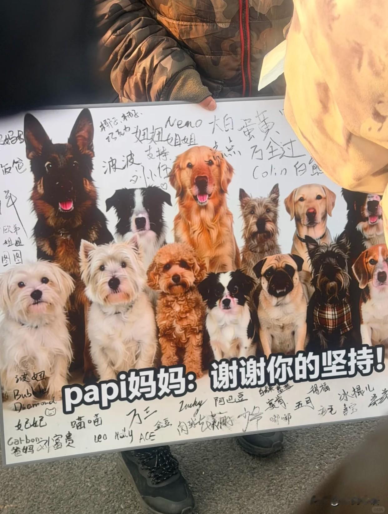 武汉3只宠物狗被毒死，刑事立案太解气！小区地库人行通道里，3只柯基误食带