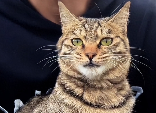 一只赖上宾利的狸花猫，竟开启了“千猫王国”的传奇！