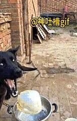 不挑食的狗狗：黑狗终于等到了主人的投喂，先是一大碗白米饭，狗狗三两下就吃完了，又