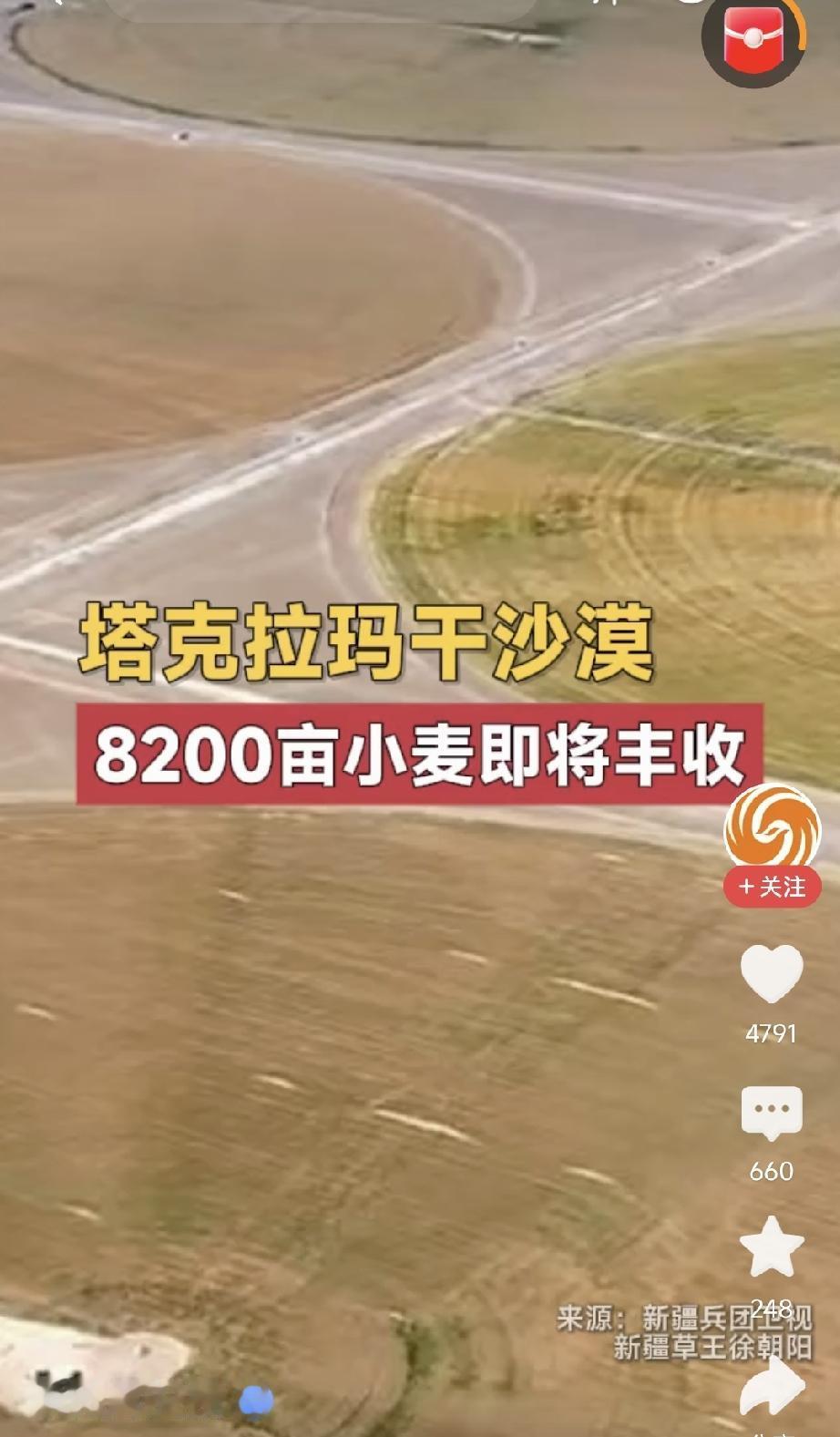 沙漠种麦国运开啊！刚刚看到一个凤凰卫视的视频报道，一位在新疆塔克拉玛干沙漠里