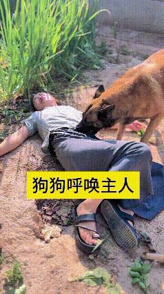 哎呀妈呀这天也太热了，主人下地挖菜直接热晕躺地上不动弹了。咱家这小狗那是真懂事