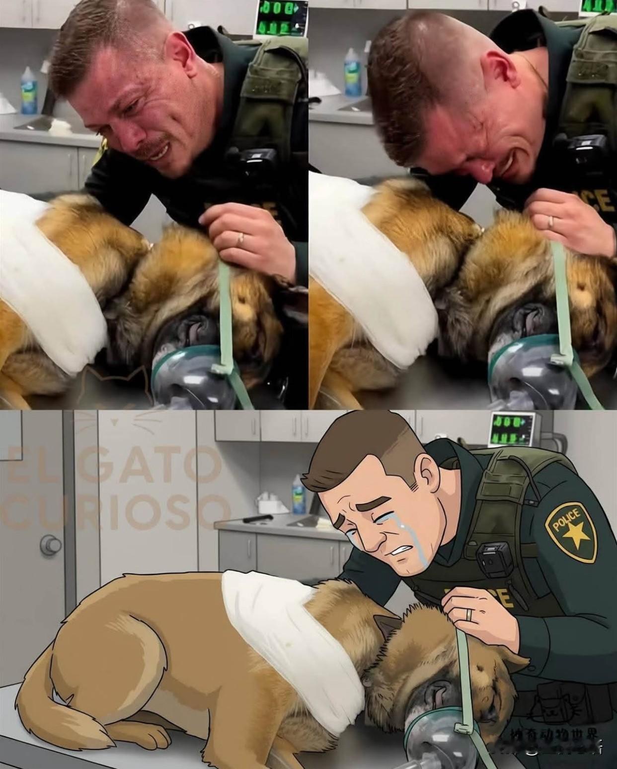 真的被警犬泰坦的忠诚整破防了！这一幕看得又感动又心疼。莱森议员遇袭，逃犯挥